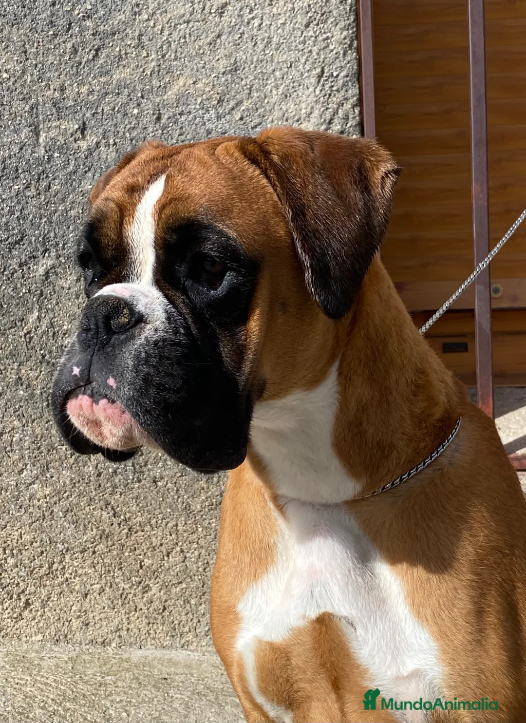 Boxer perros en venta: Boxer De Los Infanzones en Salamanca - Anuncio 3