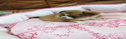 Chihuahua perros en venta: CHIHUAHUA TOY  - Anuncio 3