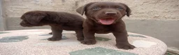 Labrador Retriever perros en venta: Cachorros de Labrador - Anuncio 3