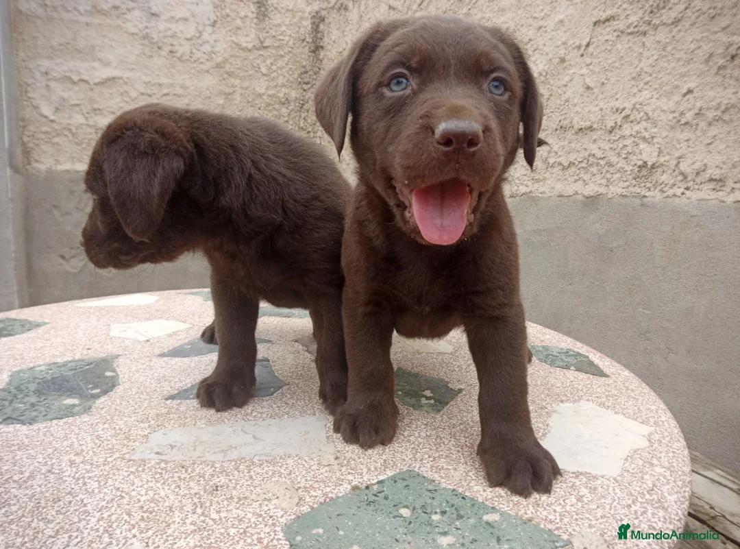Labrador Retriever perros en venta: Cachorros de Labrador - Anuncio 3