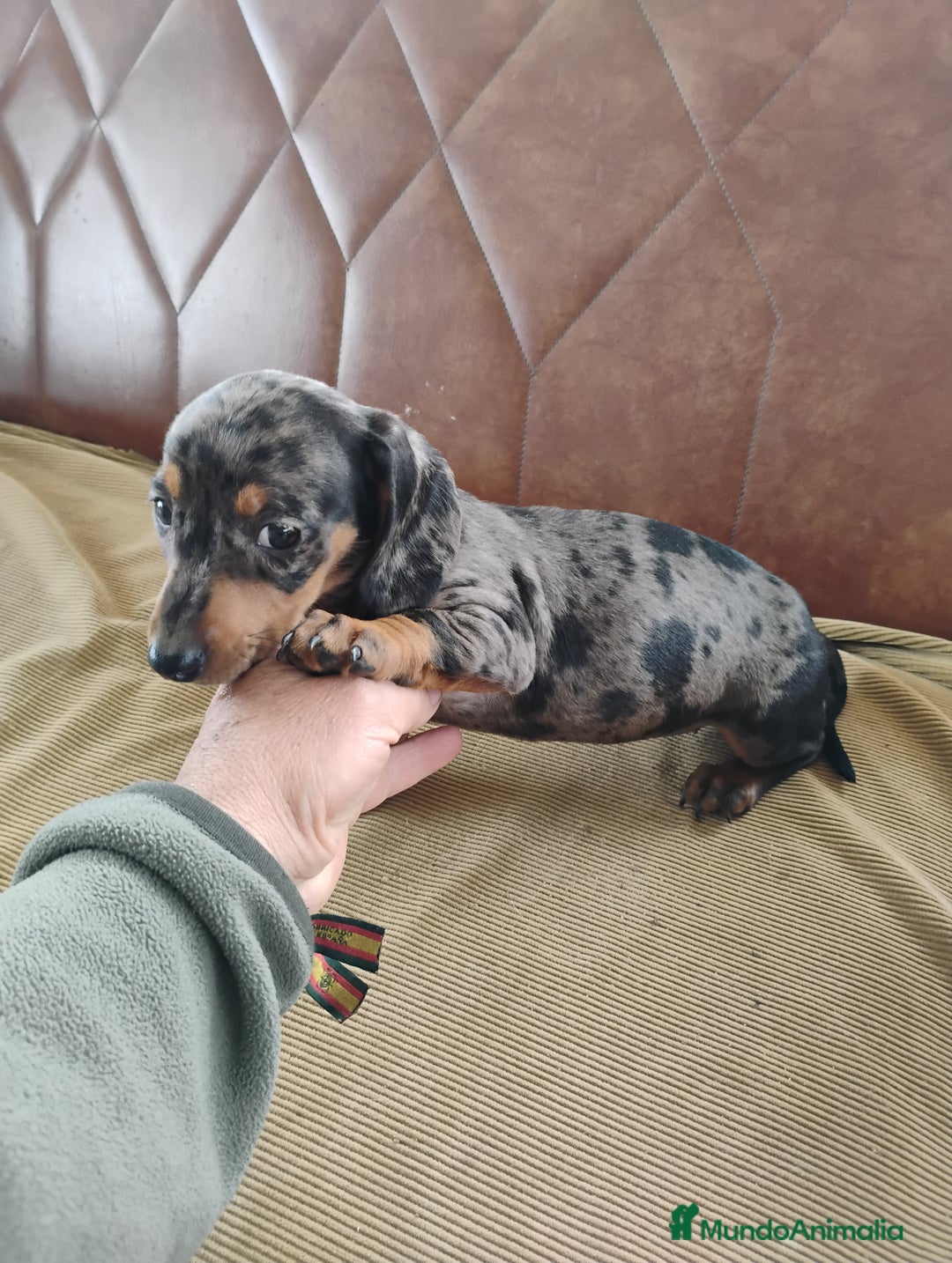 Teckel Miniatura perros en venta: Cachorrita teckel arlequín plata  - Anuncio 2