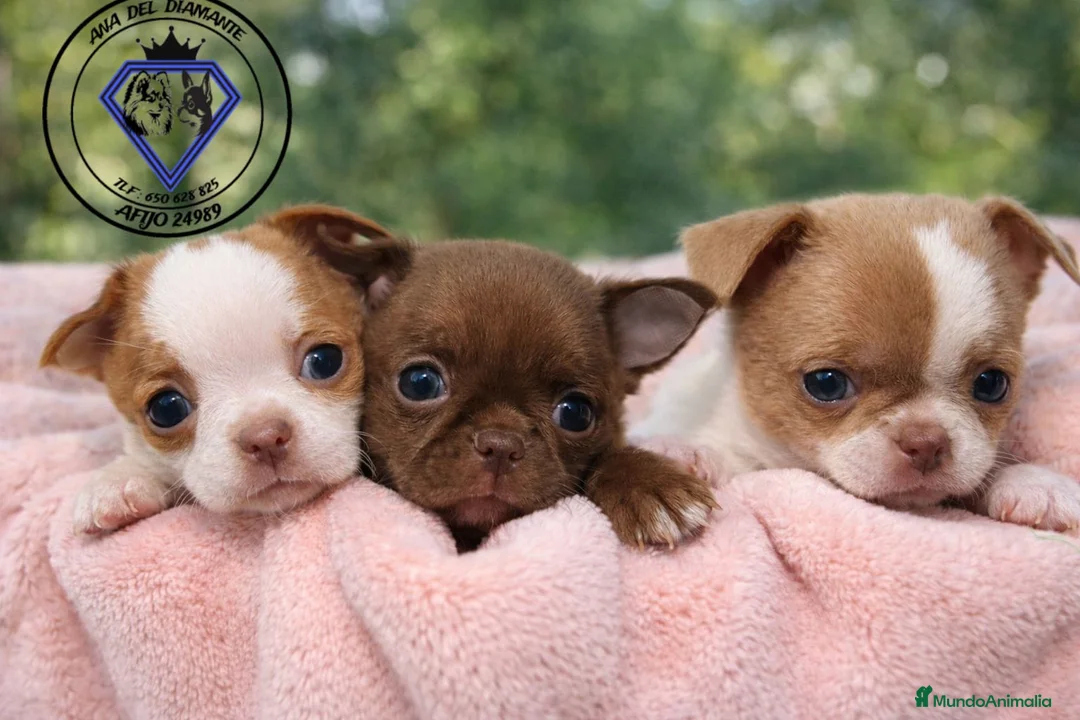 Chihuahua perros en venta: Chihuahua líneas rusas - Anuncio 1