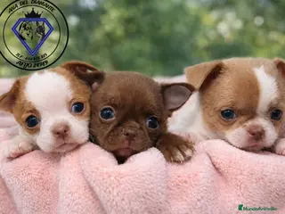 Chihuahua perros Chihuahua líneas rusas - Anuncio 29