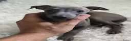 Pequeño Lebrel Italiano perros en venta: Pequeño Lebrel Italiano. Galgo Piccolo - Anuncio 2