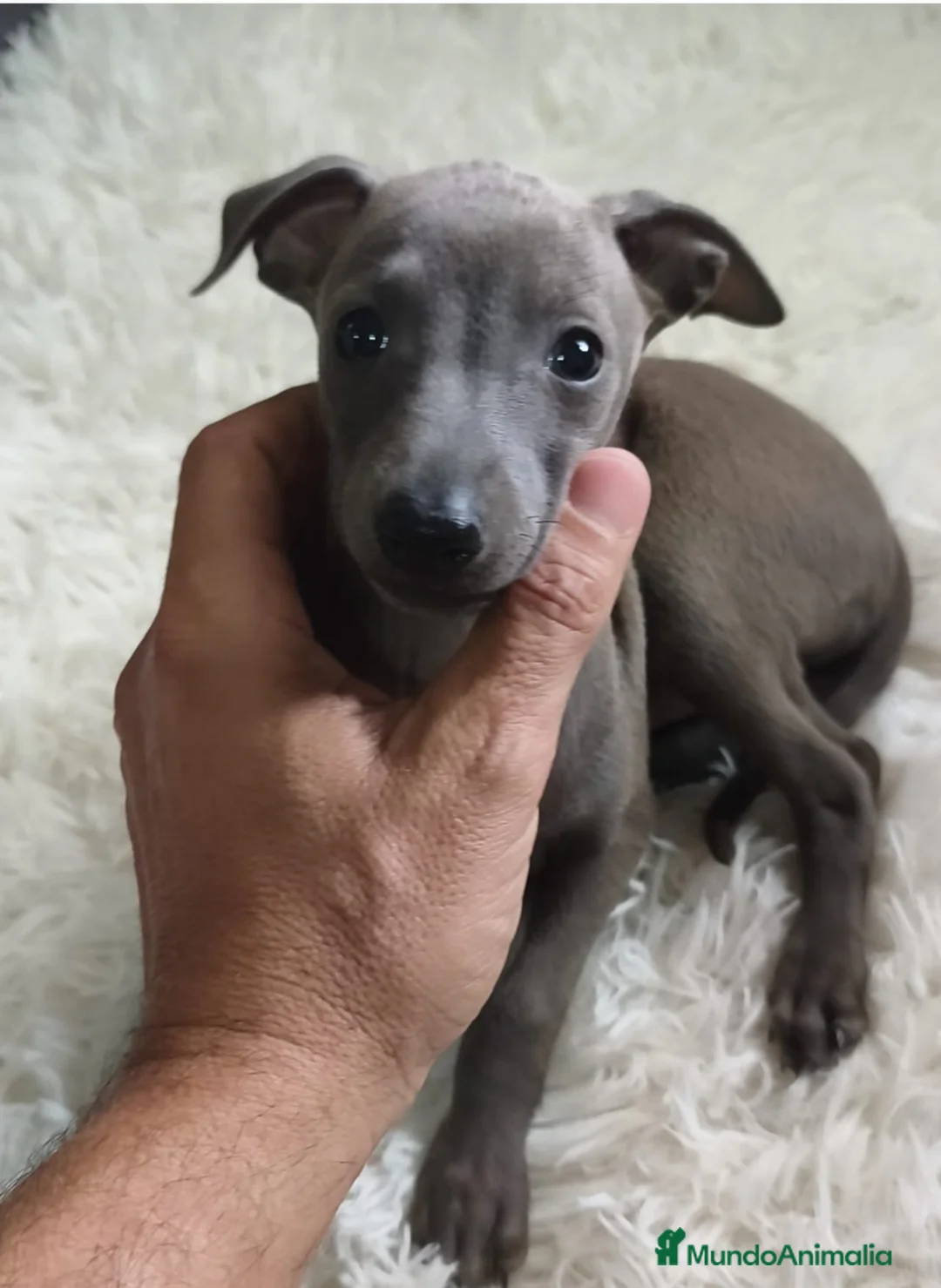 Pequeño Lebrel Italiano perros en venta: Pequeño Lebrel Italiano. Galgo Piccolo - Anuncio 2