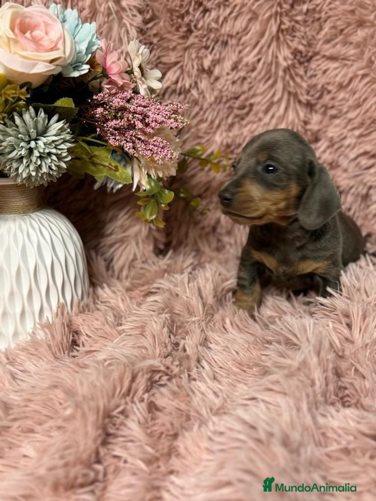 Teckel Miniatura perros teckel del valle  - Anuncio 2