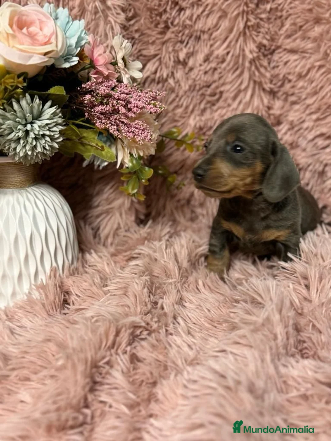 Teckel Miniatura perros en venta: teckel del valle  - Anuncio 1