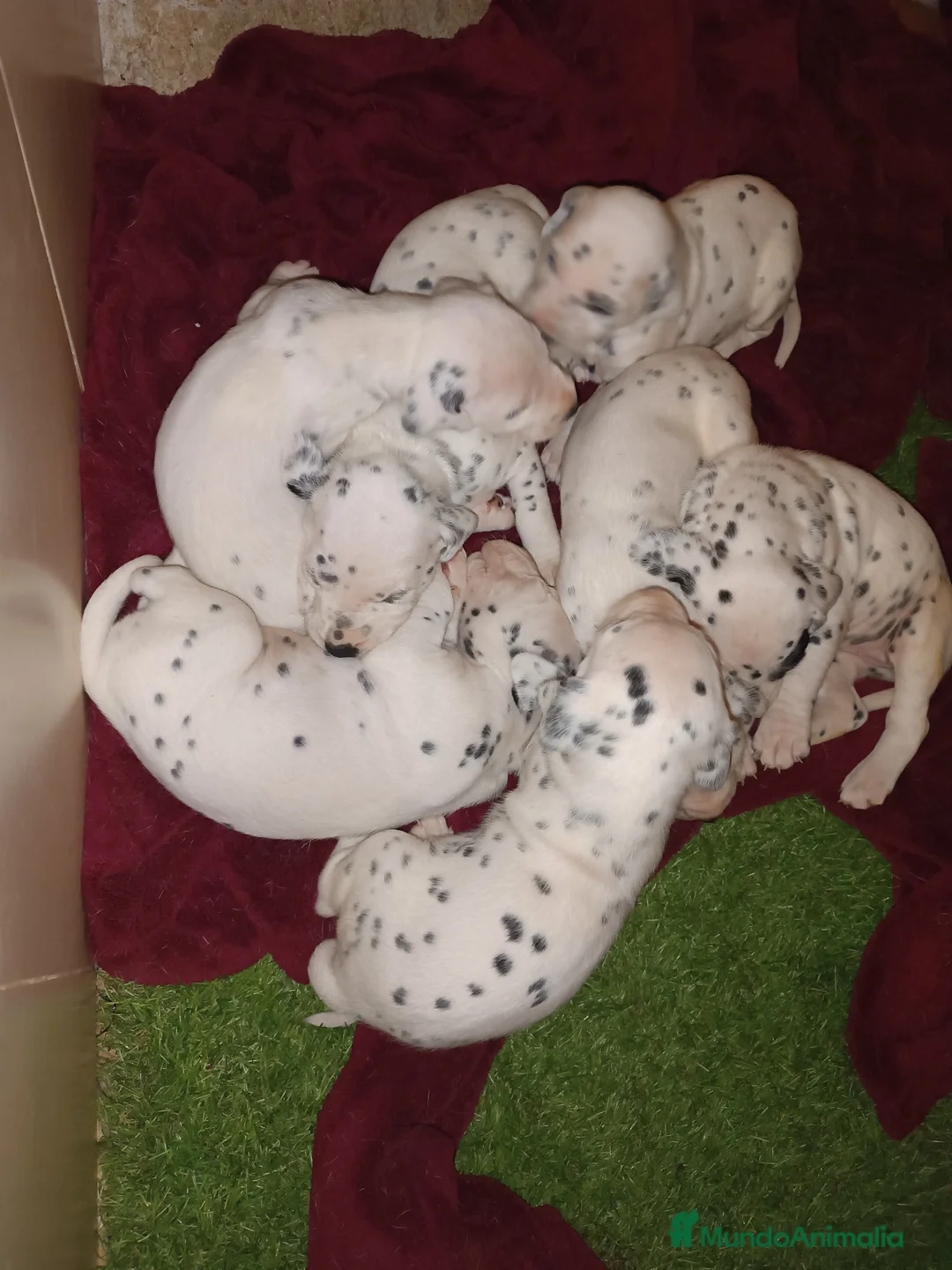 Dálmata perros en venta: Cachorros de dalmatas  - Anuncio 6