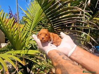 Maltipoo perros Maltipoos espectaculares linea coreana - Anuncio 6