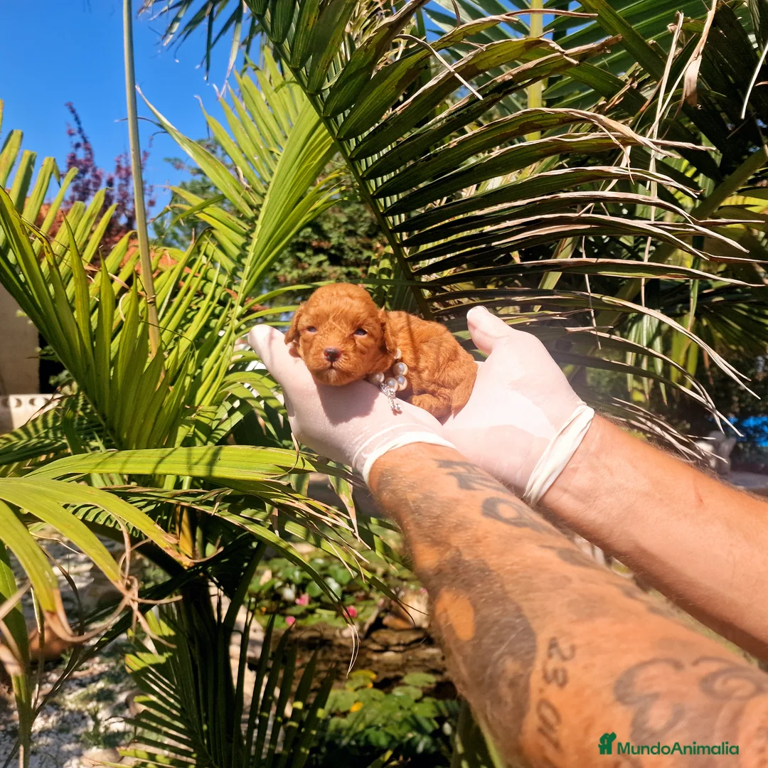 Maltipoo perros en venta: Maltipoos espectaculares linea coreana - Anuncio 1