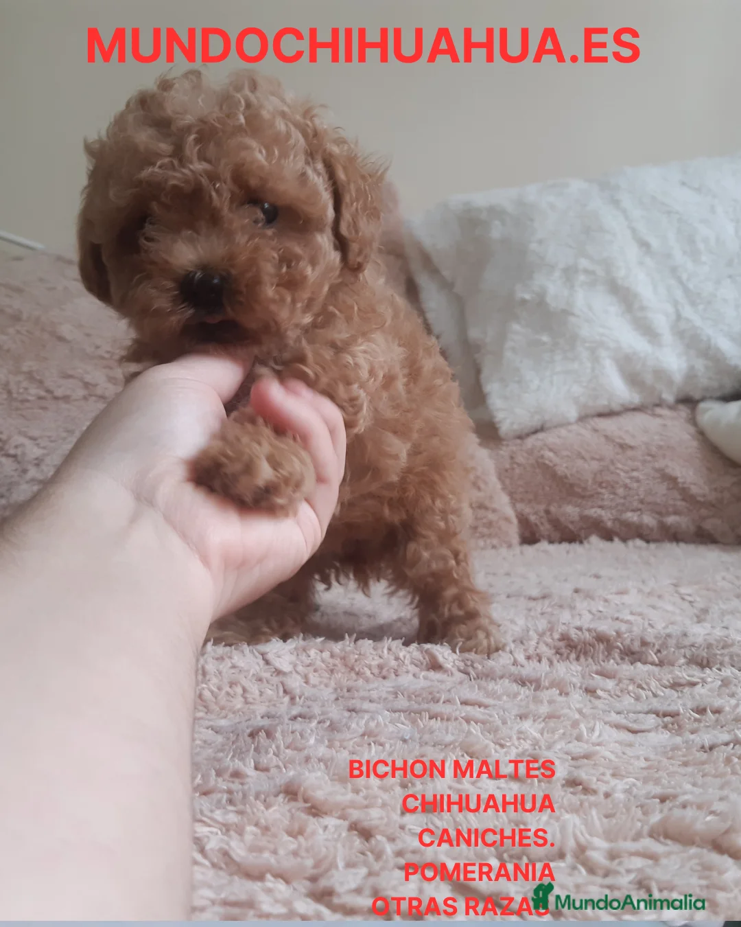 Caniche Toy perros en venta: PRECIOSOS CANICHE  ROJO LINEA TOY - Anuncio 1