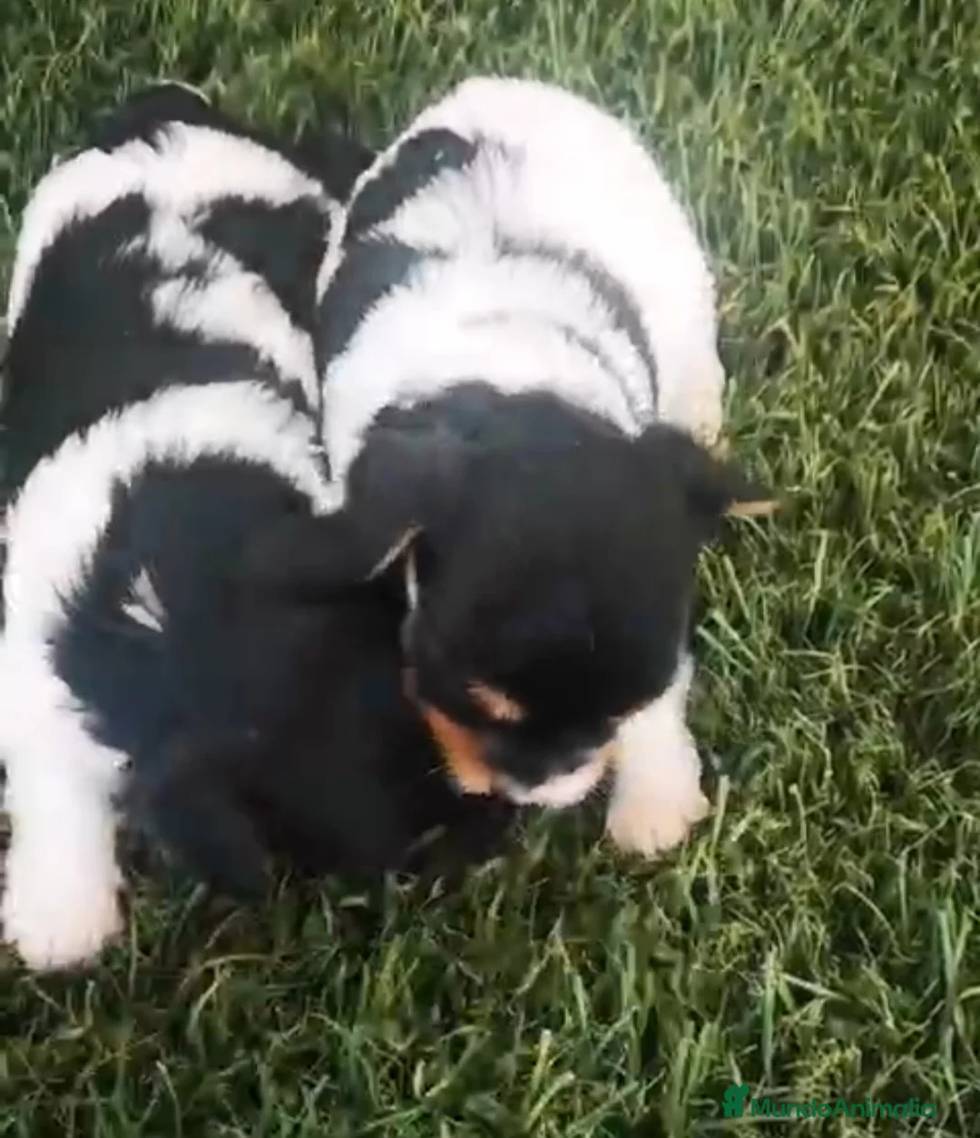 Biewer Yorkshire Terrier a la Pom Pon perros en venta: Biewer precios  en Barcelona - Anuncio 7