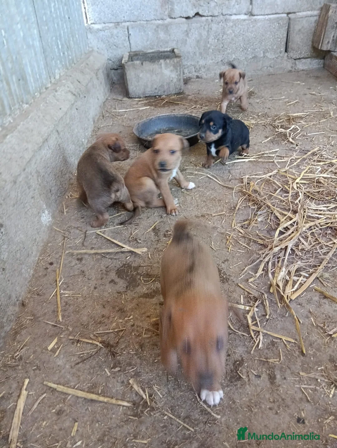 Pinscher Miniatura perros en venta: PINCHER MINI EXCLUSIVOS - Anuncio 2