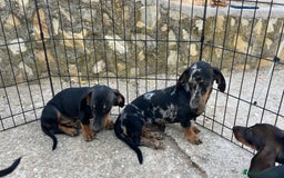 Teckel Miniatura perros en venta: Camada de Teckel miniatura  - Imagen 2