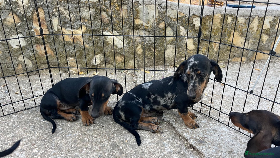 Teckel Miniatura perros en venta: Camada de Teckel miniatura  - Imagen 2