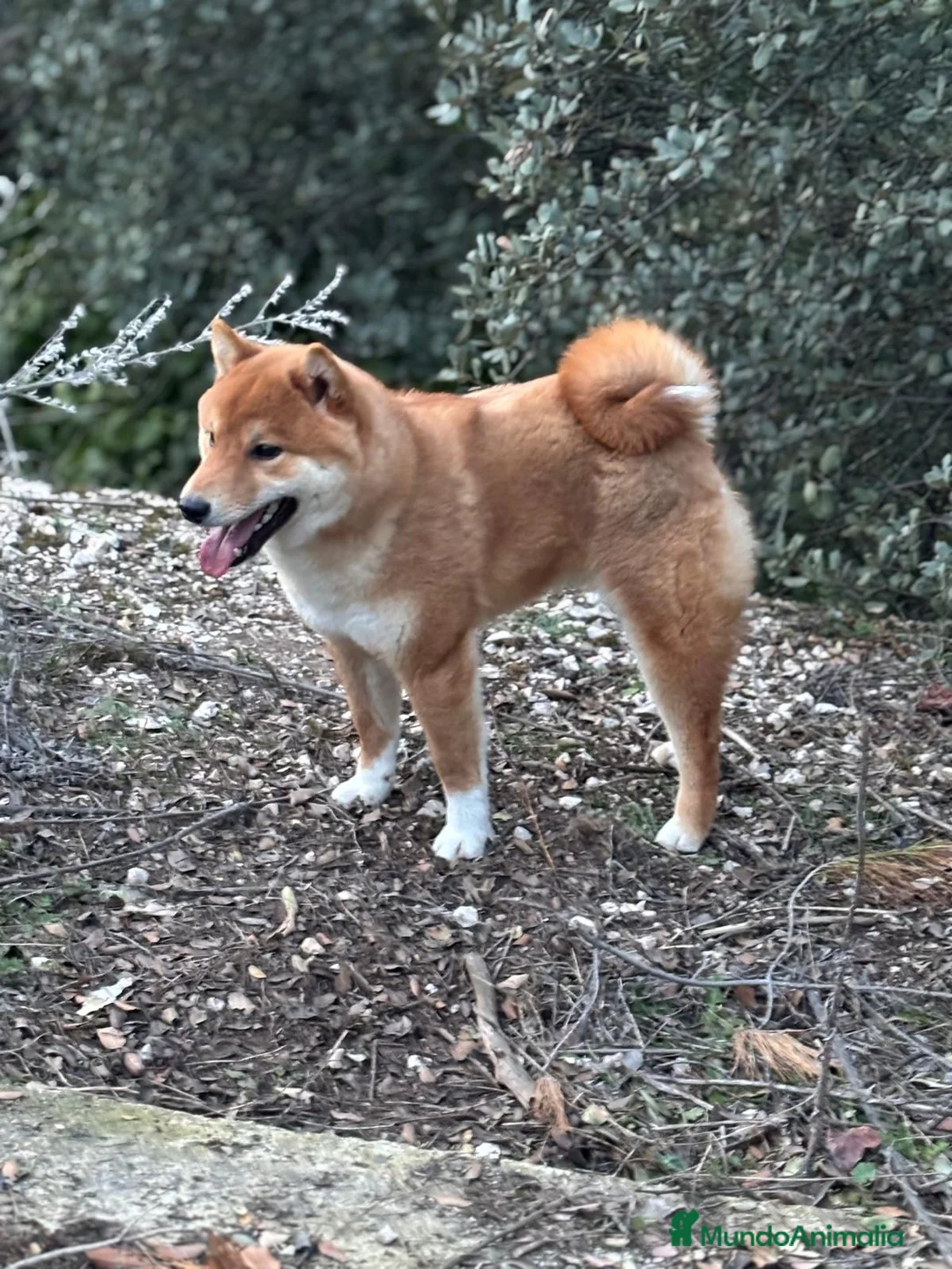 Shiba Inu perros en venta: Shiba Inu  - Anuncio 6