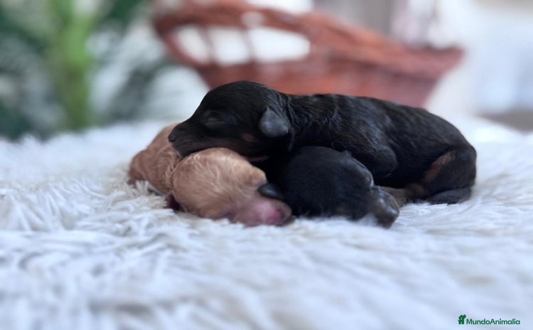 Caniche Toy perros - Propaganda 1