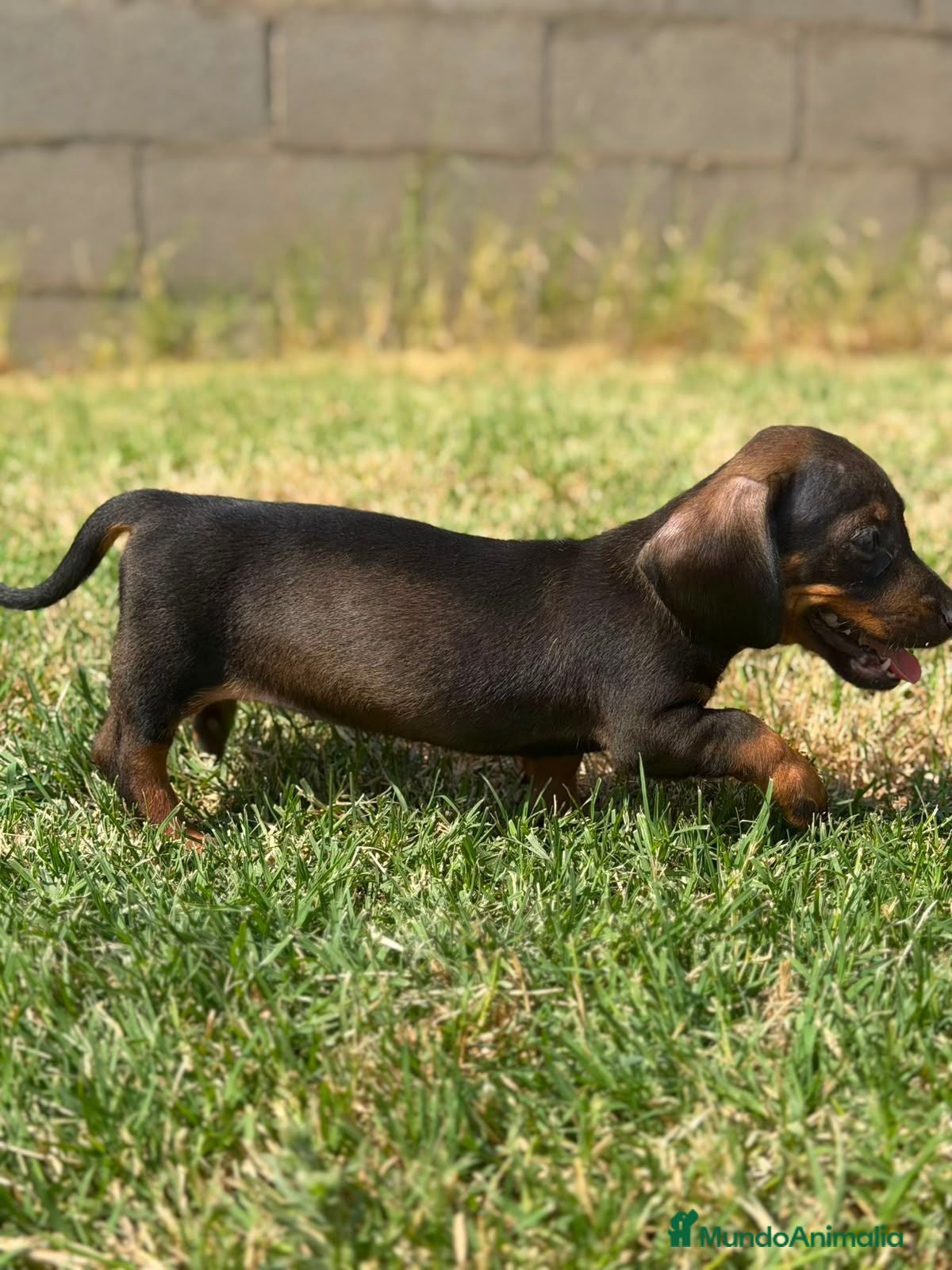 Teckel Miniatura perros Disponible Teckels Hembra de Calidad  - Anuncio 9