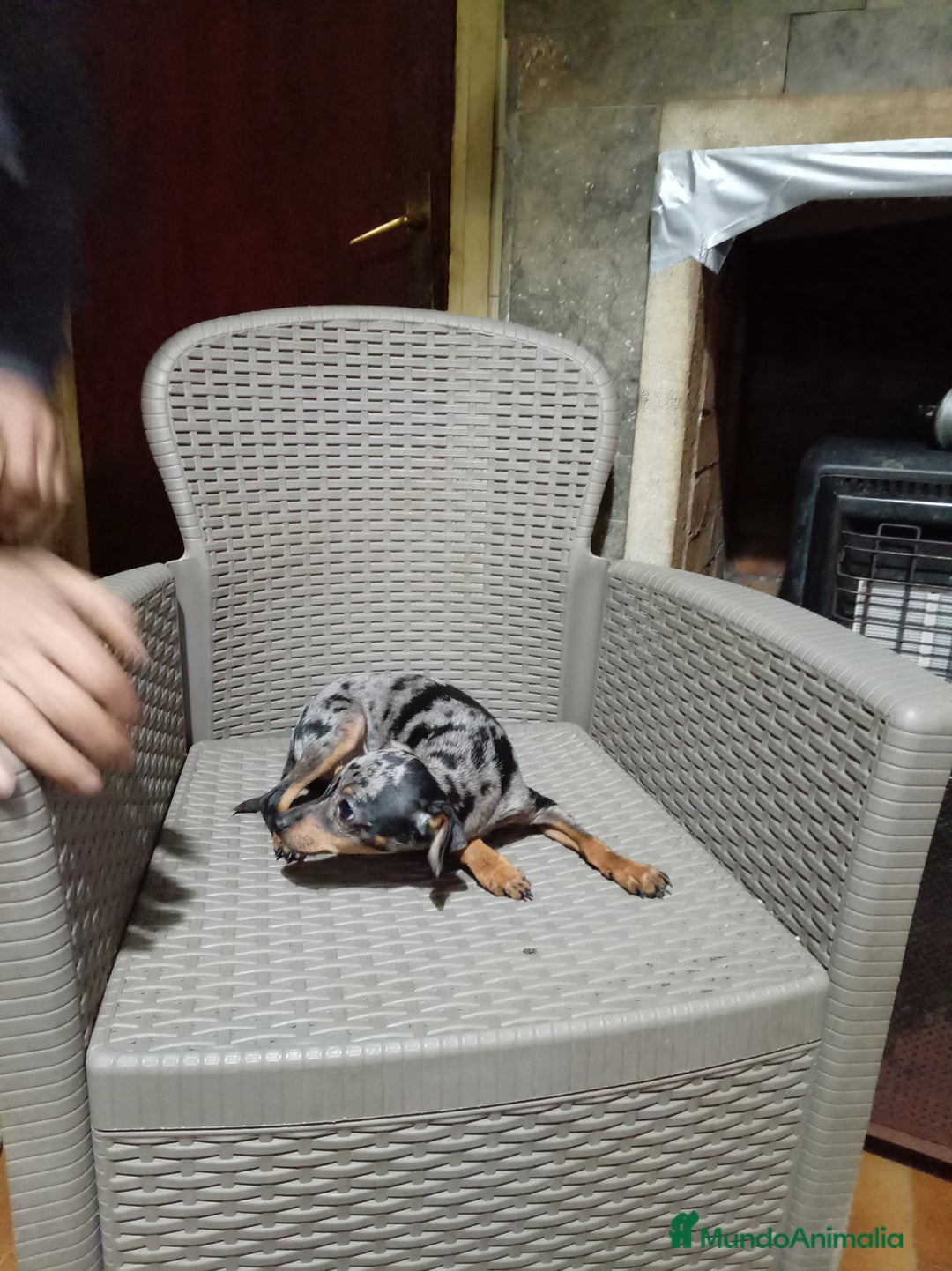 Pinscher Miniatura perros en venta: Pinscher miniatura - Anuncio 2