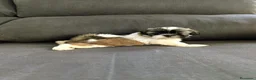 Shih Tzu perros en venta: Shitzu - Anuncio 4