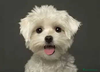 Bichón Maltés perros CACHORRO BICHON MALTES  en Barcelona - Anuncio 1