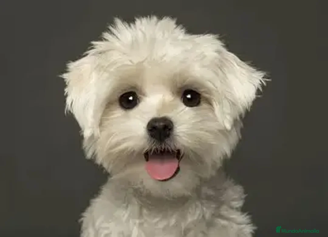 Bichón Maltés perros en venta: CACHORRO BICHON MALTES  en Barcelona - Anuncio 1