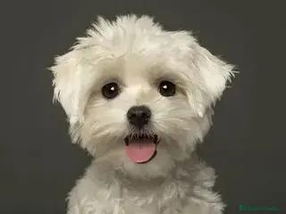 Bichón Maltés perros CACHORRO BICHON MALTES en Barcelona - Anuncio 1