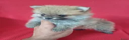 Pomerania perros en venta: Pomerania Mini  - Anuncio 2