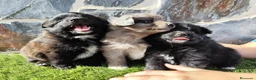 Raza Mixta perros en venta: Mini bordercollie o borderpom  - Anuncio 7