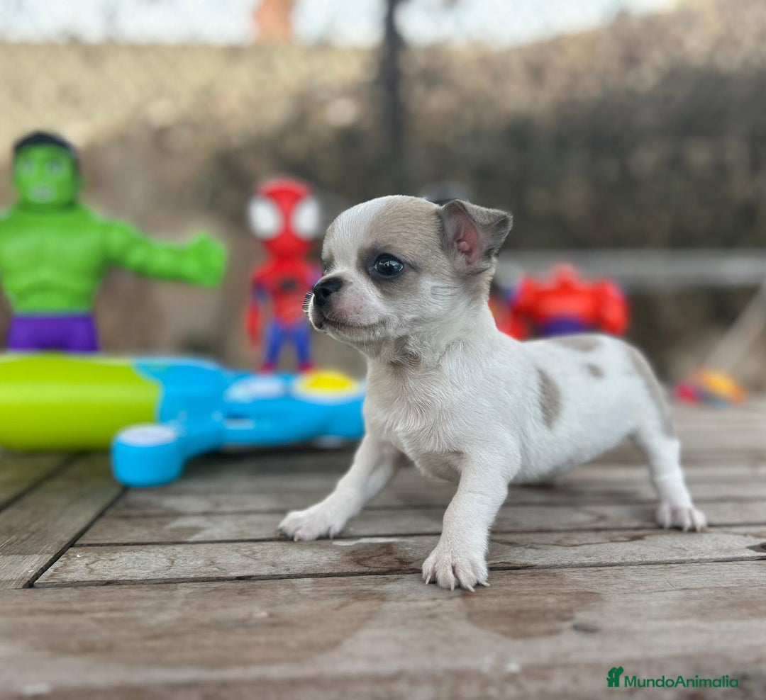 Chihuahua perros en venta: Chihuahua Mini ojos azules  - Imagen 4
