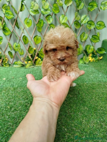 Maltipoo perros - Anuncio 4