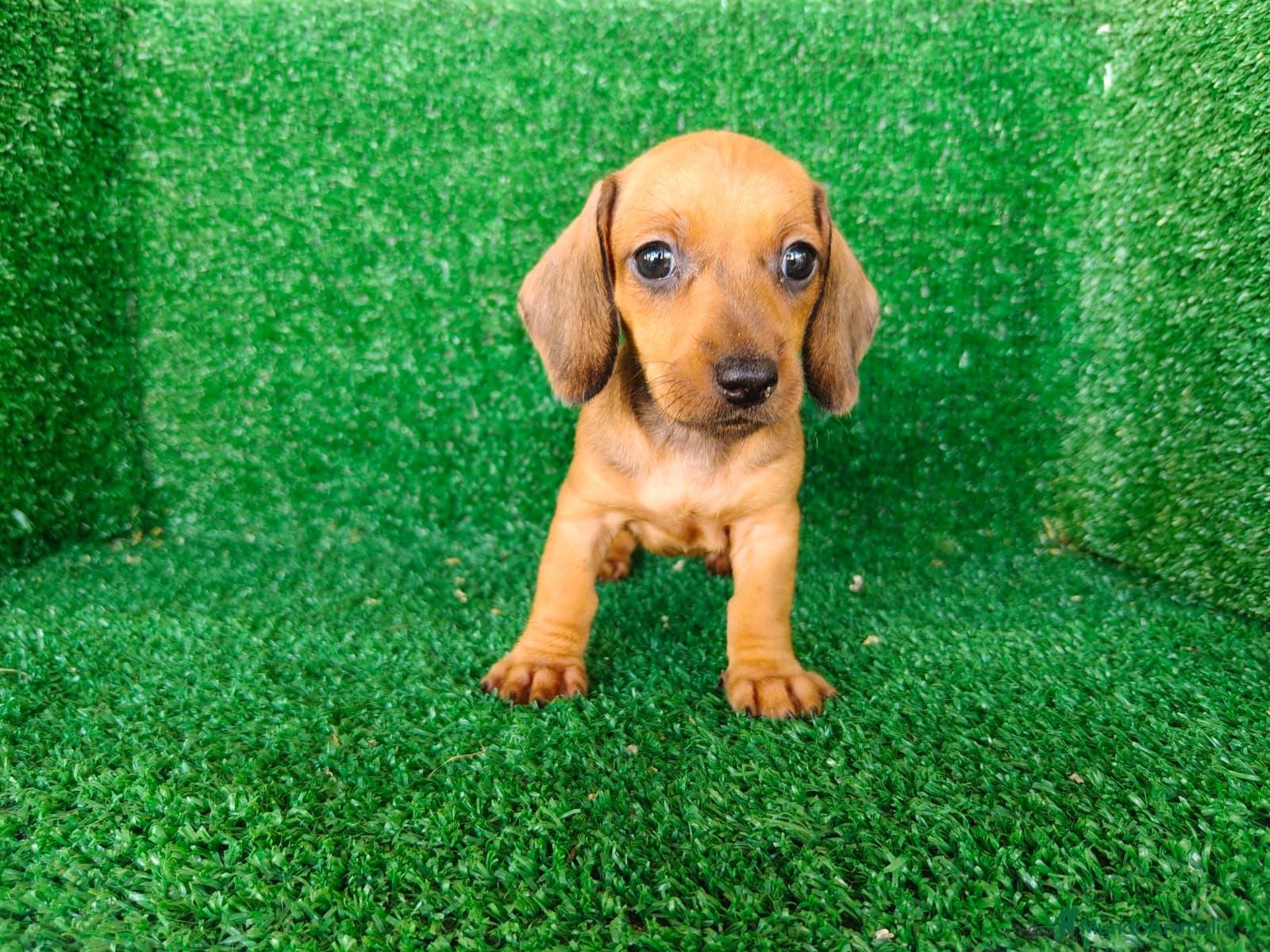 Teckel Miniatura perros teckel miniatura - Anuncio 1