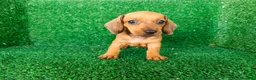 Teckel Miniatura perros en venta: teckel miniatura - Anuncio 1