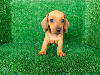 Teckel Miniatura perros teckel miniatura - Anuncio 3
