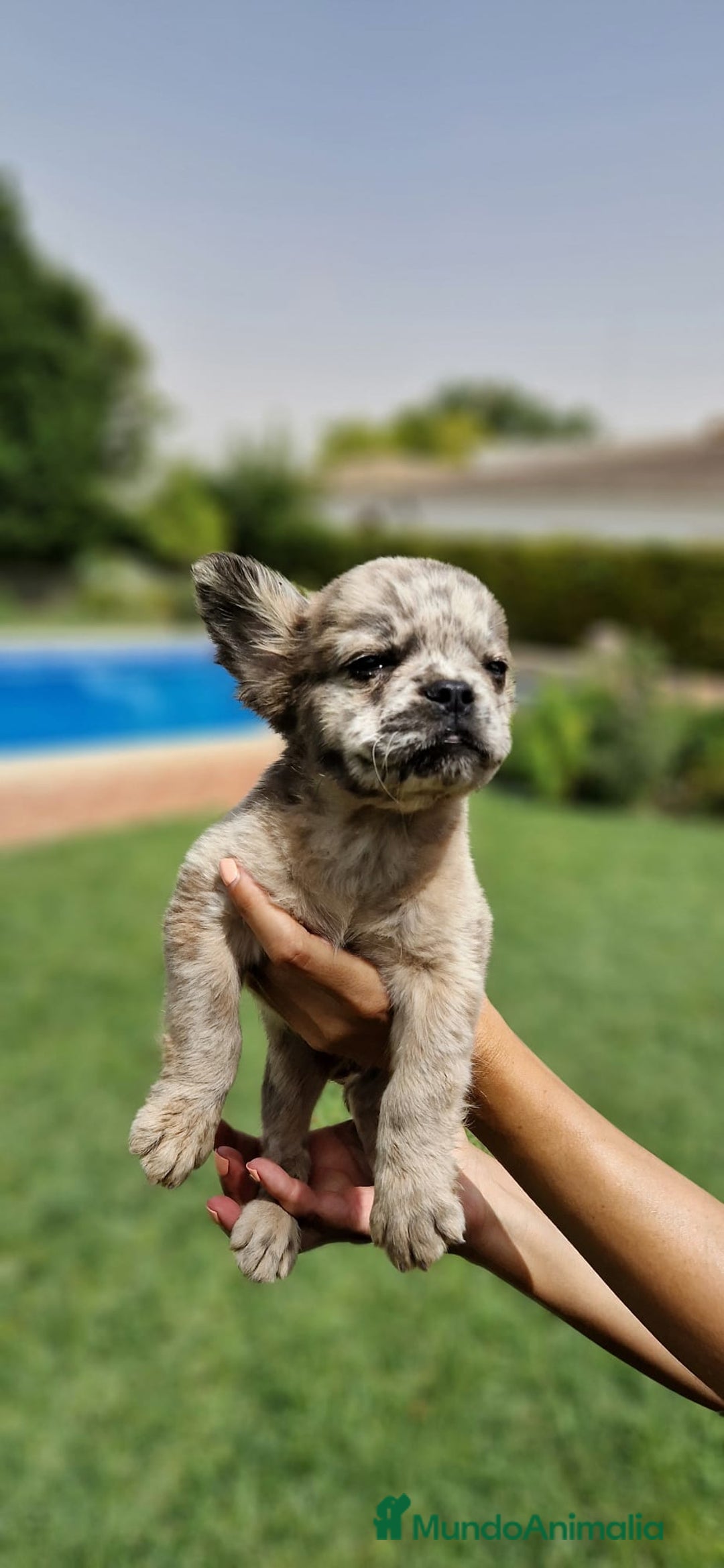 Bulldog Francés perros en venta: Bulldog francés flutty - Imagen 2
