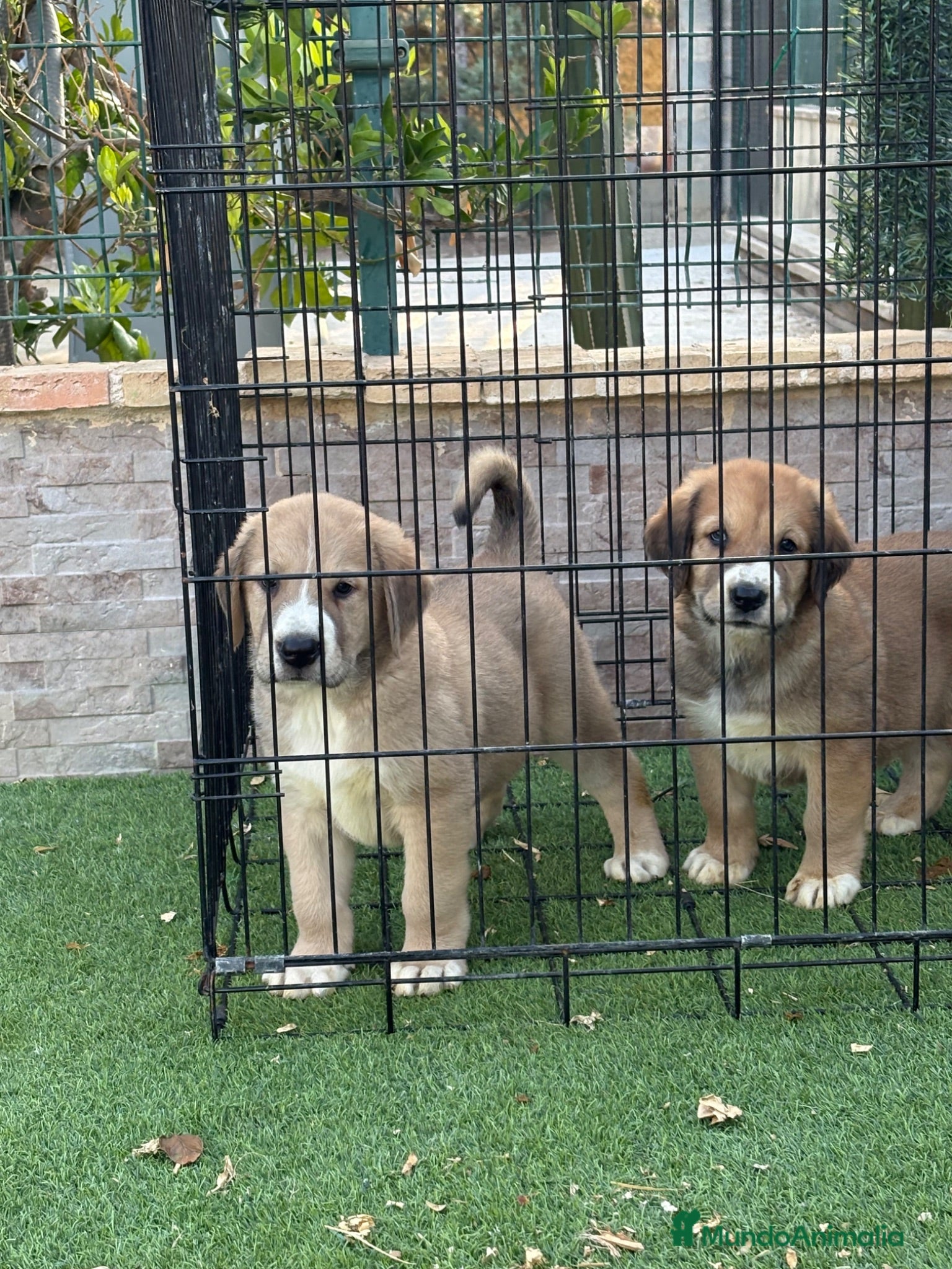 Pastor de Asia Central perros Disponible pareja Alabai  - Anuncio 1