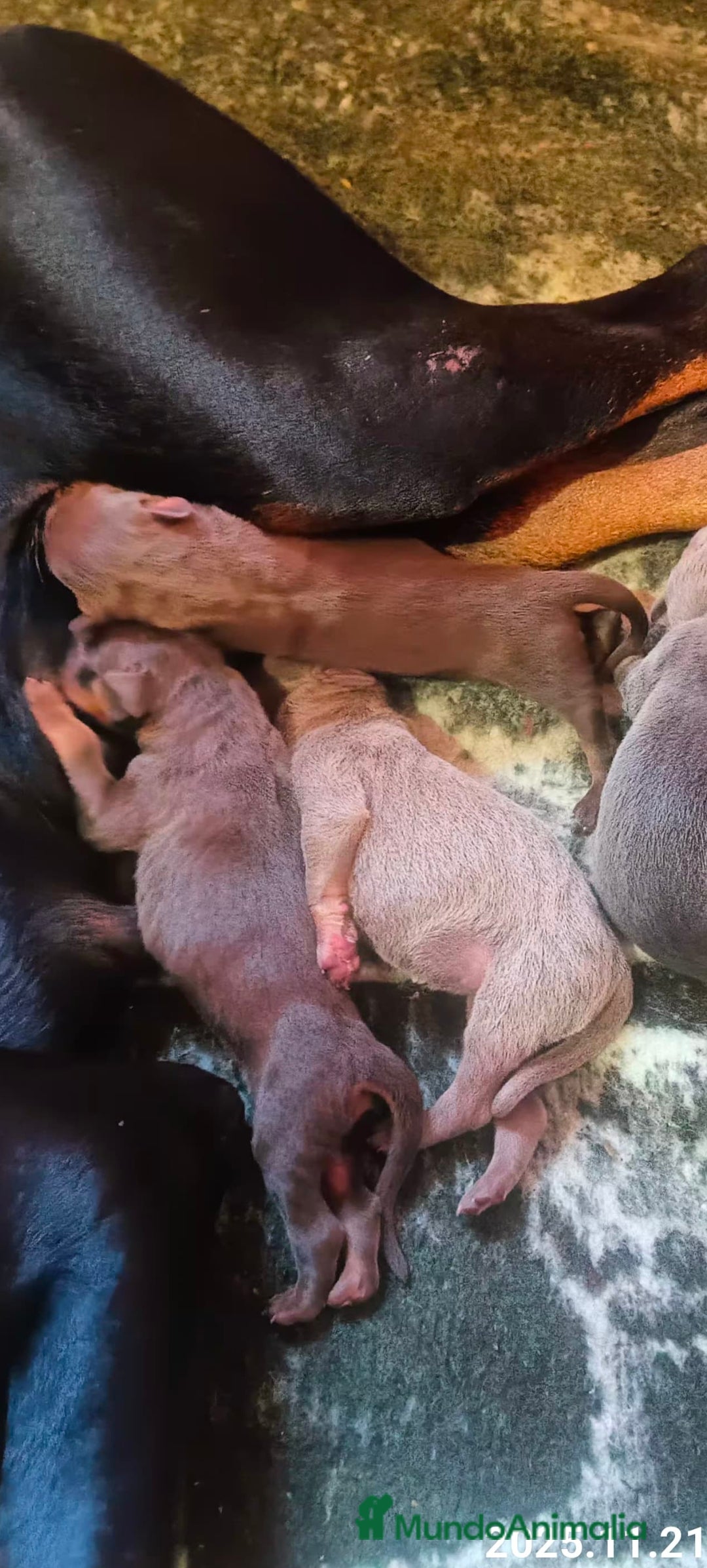 Dobermann perros en venta: Doberman Isabella  - Anuncio 2