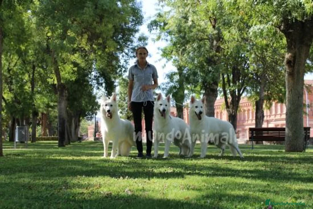 Imagen de galería {{count}}