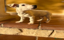 Jack Russell Terrier perros en venta: Cachorros de Jack russell  - Anuncio 7