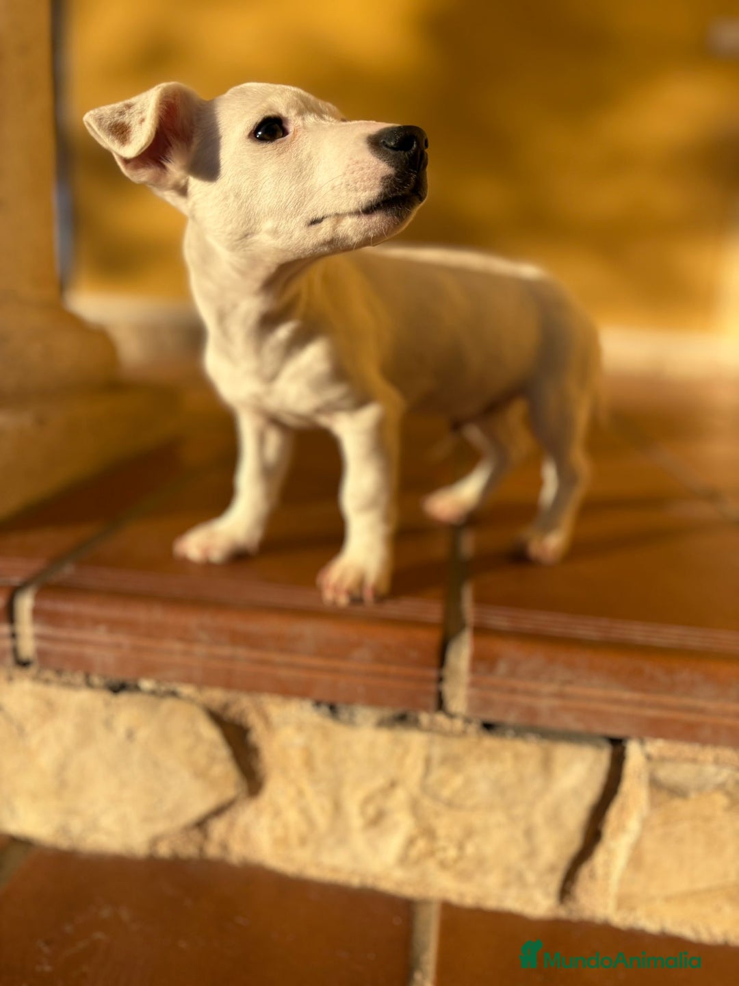 Jack Russell Terrier perros en venta: Cachorros de Jack russell  - Anuncio 7