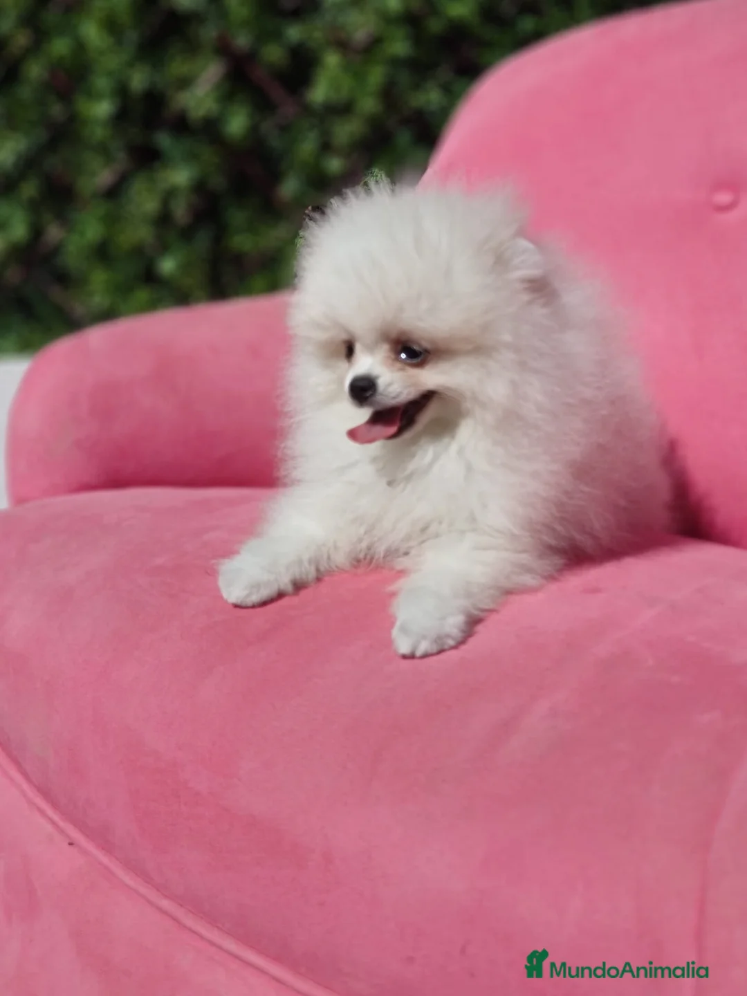 Pomerania perros en venta: Pomerania  - Anuncio 2