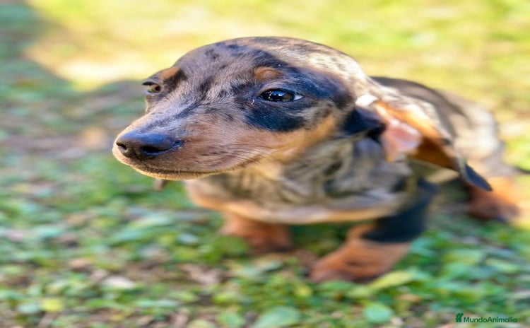 Teckel Miniatura perros TECKEL MINIATURA ARLEQUIN - Anuncio 1