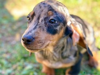 Teckel Miniatura perros TECKEL MINIATURA ARLEQUIN - Anuncio 1