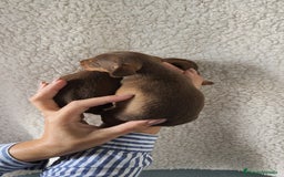 Teckel Miniatura perros en venta: Teckel Kanichen chocolate  - Imagen 4