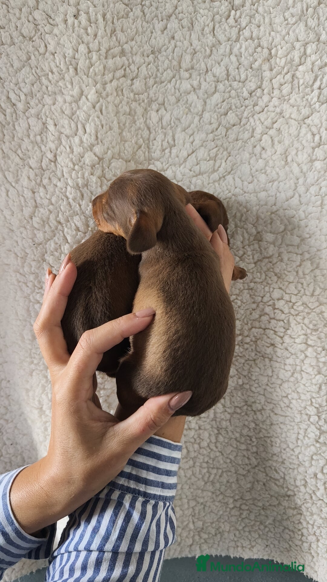 Teckel Miniatura perros en venta: Teckel Kanichen chocolate  - Imagen 4