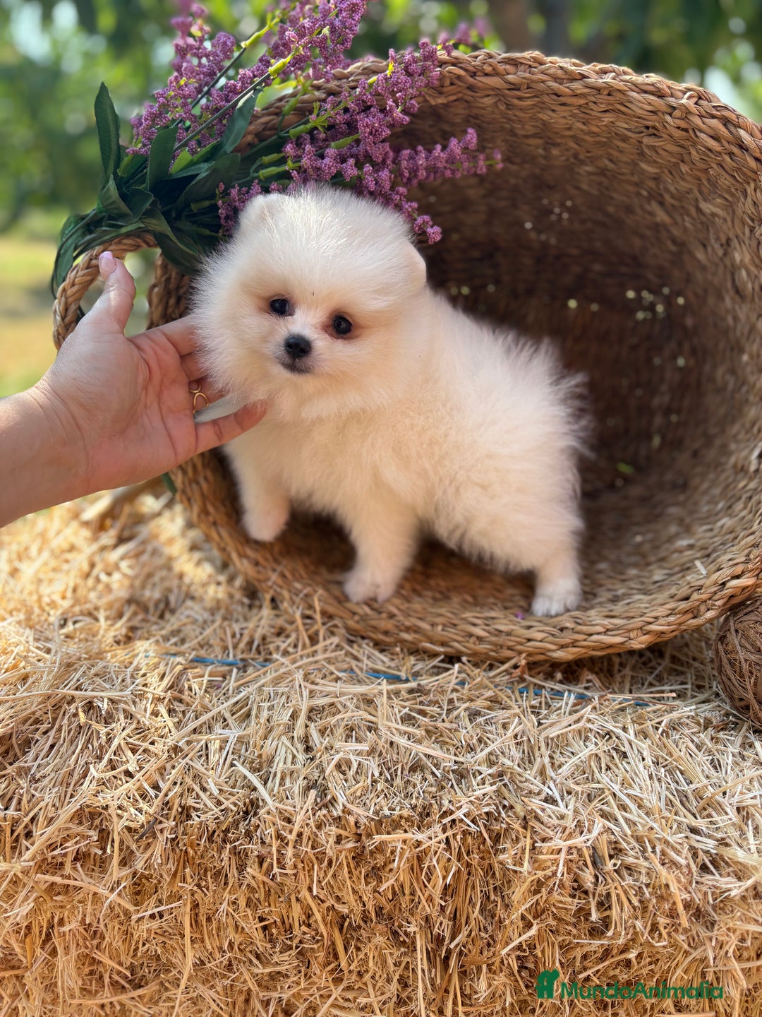 Pomerania perros en venta: Pomerania hembra y macho listos para entregar  - Imagen 3