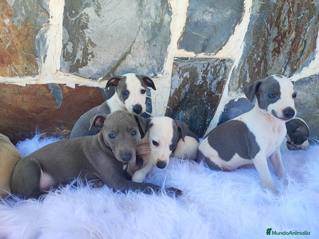 Whippet perros en venta: Whippet (hay video) - Imagen 1