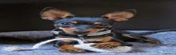 Ratón de Praga perros en venta: Ratón de praga - Anuncio 1