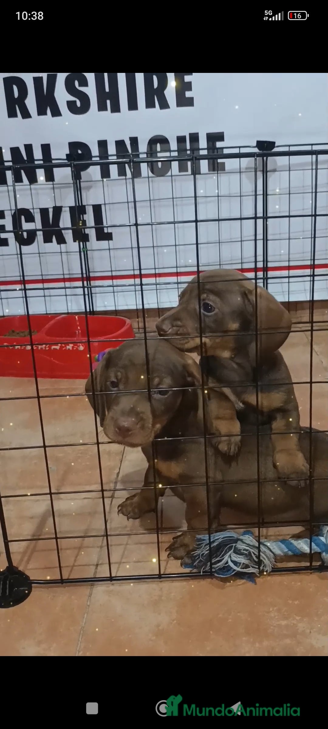 Teckel Miniatura perros Teckel miniatura  - Anuncio 42