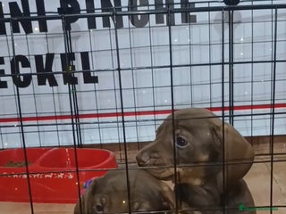 Teckel Miniatura perros - Anuncio 13